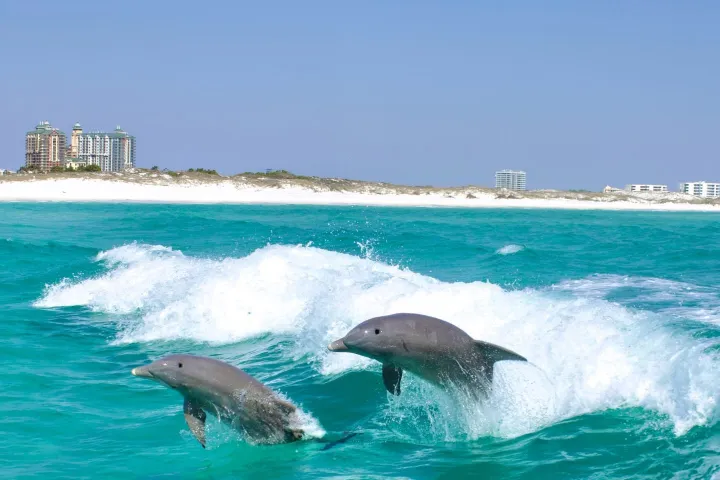 Two dolphins jumping in the ocean near a beach with buildings in the background.