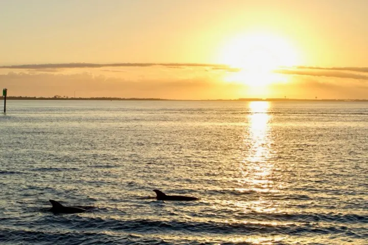Two dolphins swimming at sunset with a clear horizon and calm sea.