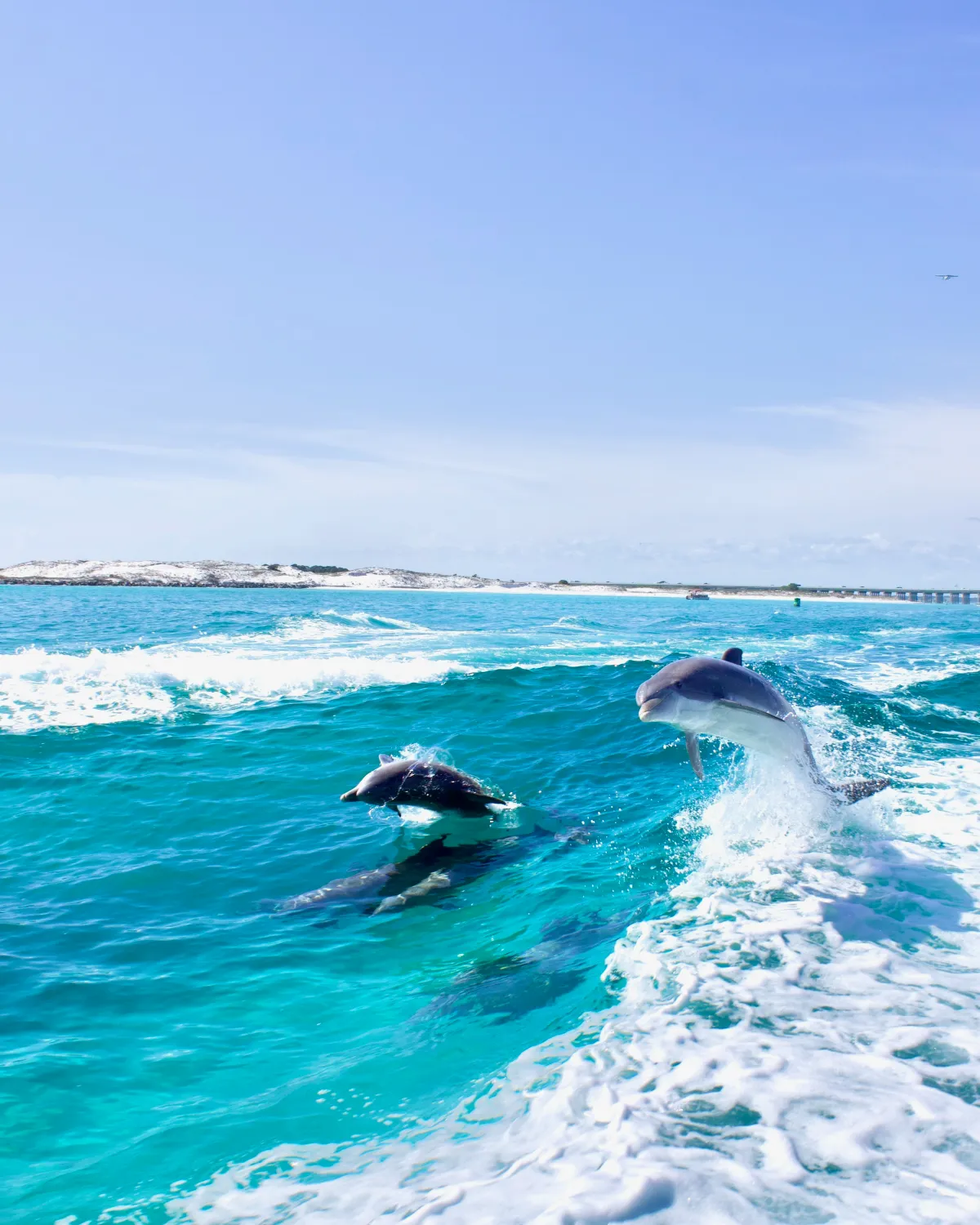 Two dolphins leaping in turquoise ocean near white sandy shore under clear blue sky.