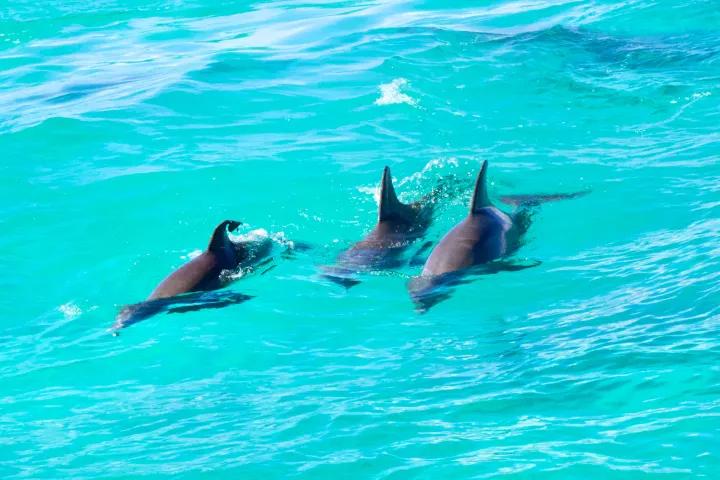 Three dolphins swimming in clear turquoise water.